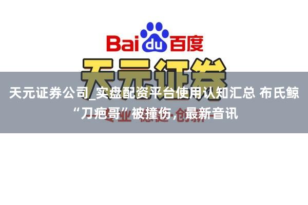 天元证券公司_实盘配资平台使用认知汇总 布氏鲸“刀疤哥”被撞伤，最新音讯